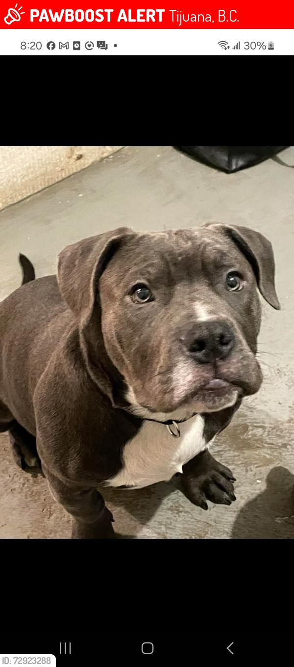 Lost Male Dog last seen Los laureles, tijuana, Tijuana, B.C. 22520