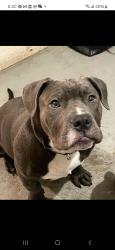 Lost Male Dog last seen Los laureles, tijuana, Tijuana, B.C. 22520
