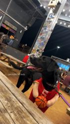 Reunited Male Dog last seen 38th and flint, Lubbock, TX 79413