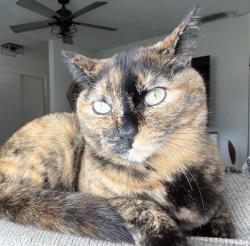 Reunited Female Cat last seen Near EG park , Elk Grove, CA 95624