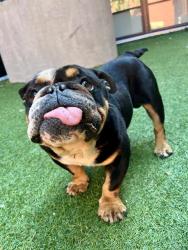 Shelter Stray Male Dog last seen JENNINGS X REVERE, San Francisco, CA 94103