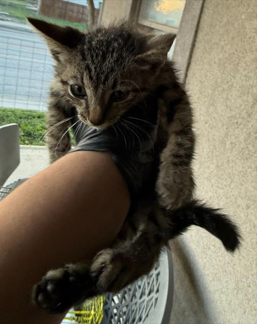 Shelter Stray Male Cat last seen Near BLOCK BETTY JEAN, San Antonio, TX 78227