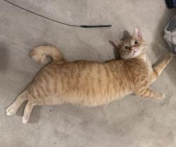 Reunited Male Cat last seen Phyllis and Arlington, San Jose, CA 95129