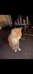 Reunited Unknown Cat last seen Near Julian st , Advance, NC 27006