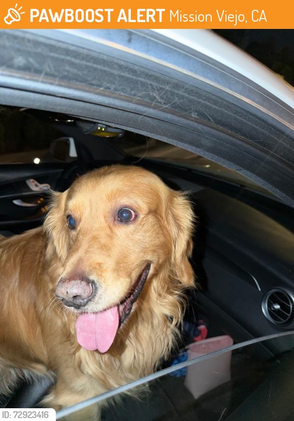 Found/Stray Male Dog last seen Oso parkway, mission viejo country club, Mission Viejo, CA 92691
