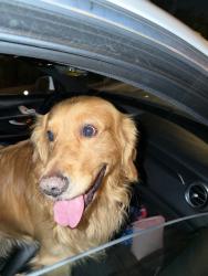 Found/Stray Male Dog last seen Oso parkway, mission viejo country club, Mission Viejo, CA 92691