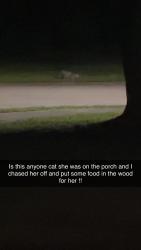 Found/Stray Unknown Cat last seen Highway 67, Biloxi, MS 39532