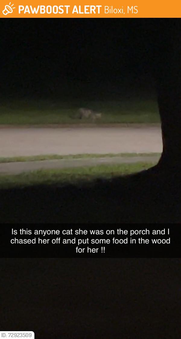Found/Stray Unknown Cat last seen Highway 67, Biloxi, MS 39532