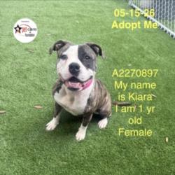 Shelter Stray Female Dog last seen , Los Angeles, CA 90047