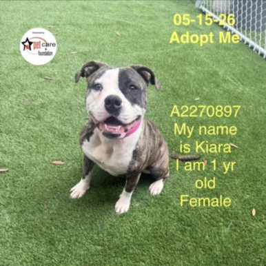 Shelter Stray Female Dog last seen , Los Angeles, CA 90047