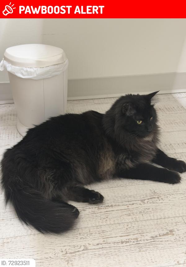Lost Male Cat last seen Forest Parkway, Heritage Woods, Port Moody, BC V3H 5H5