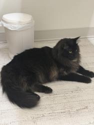 Lost Male Cat last seen Forest Parkway, Heritage Woods, Port Moody, BC V3H 5H5