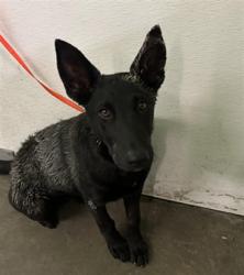 Shelter Stray Female Dog last seen , Los Angeles, CA 90047