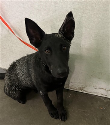 Shelter Stray Female Dog last seen , Los Angeles, CA 90047