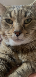 Lost Male Cat last seen Keliow down, Keilor Downs, VIC 3038