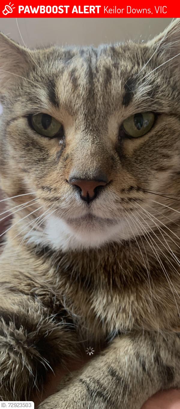 Lost Male Cat last seen Keliow down, Keilor Downs, VIC 3038