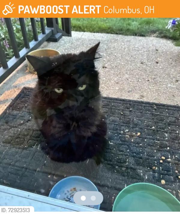 Found/Stray Unknown Cat last seen Cardwell sq N and Ambleside Dr, Columbus, OH 43229