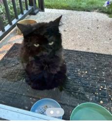 Found/Stray Unknown Cat last seen Cardwell sq N and Ambleside Dr, Columbus, OH 43229