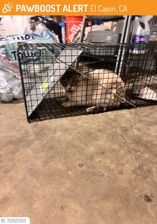 Found/Stray Unknown Cat last seen Chase ace, El Cajon, CA 92020
