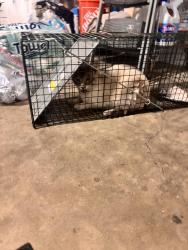 Found/Stray Unknown Cat last seen Chase ace, El Cajon, CA 92020