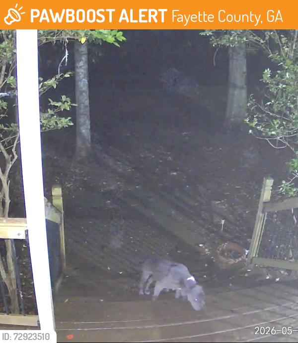 Found/Stray Female Dog last seen Benjamin Circle Fayetteville ga, Fayette County, GA 30214