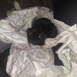 Reunited Male Cat last seen Calloway Las Colinas apmts , Irving, TX 75063
