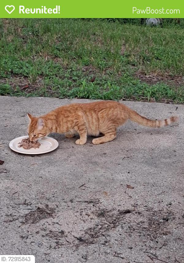 Reunited Male Cat last seen Mayfield and Indian Trail, Arlington, TX 76016