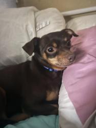 Lost Male Dog last seen Mound Rd, Harris County, TX 77447