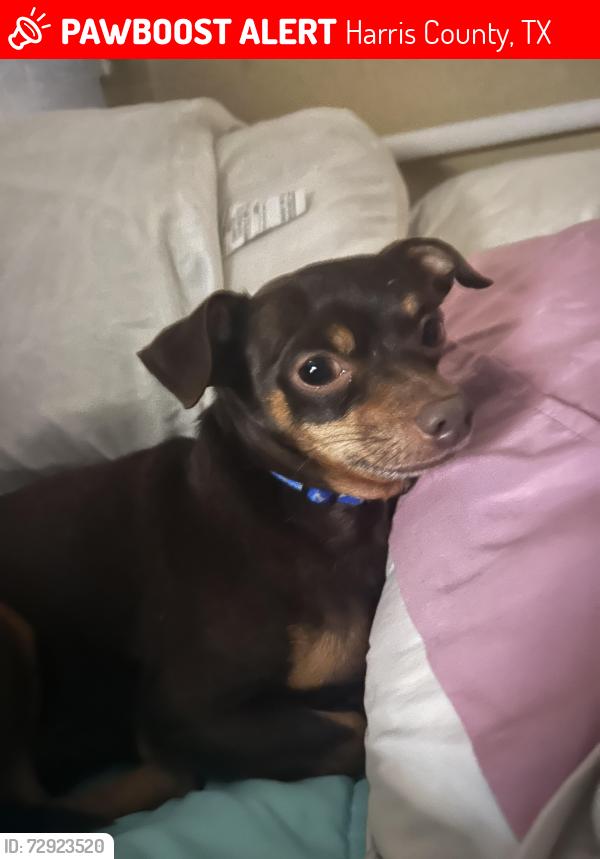 Lost Male Dog last seen Mound Rd, Harris County, TX 77447