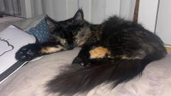 Reunited Female Cat last seen Arbor Pl, McGrady St, and Center St, Glen Cove, NY 11579