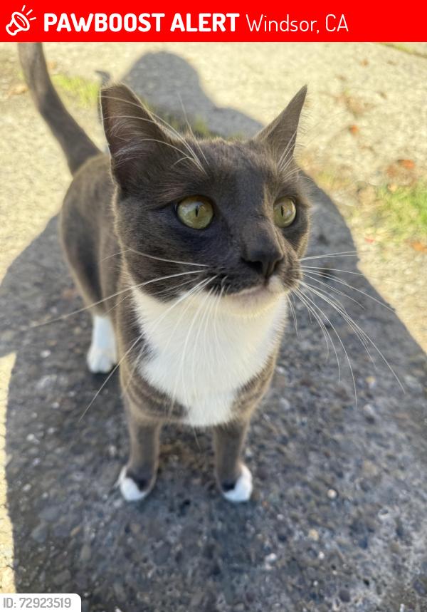 Lost Male Cat last seen Near Mark West Market in Larkfield-Wikiup, Windsor, CA 95492