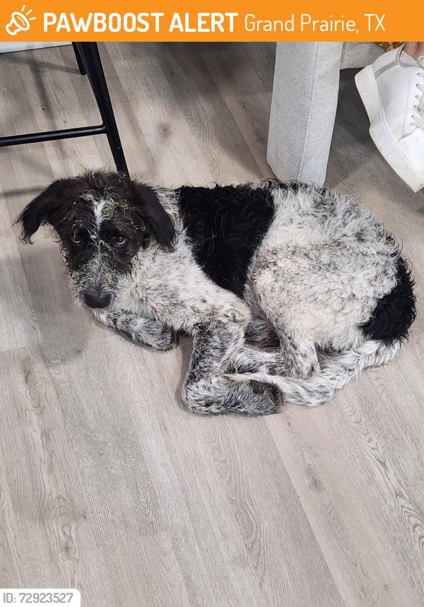 Found/Stray Male Dog last seen NW 2nd Street and Small Hill Dr, Grand Prairie, TX 75050
