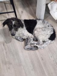 Found/Stray Male Dog last seen NW 2nd Street and Small Hill Dr, Grand Prairie, TX 75050