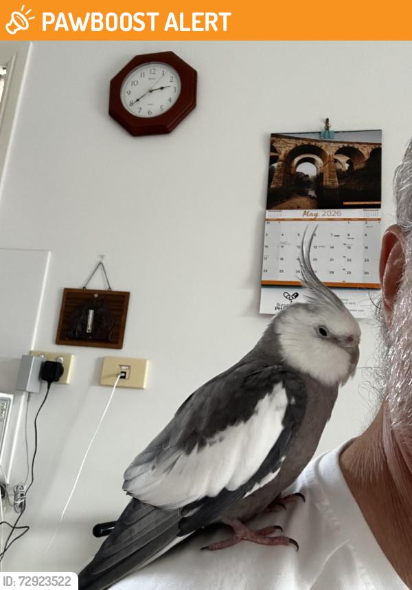 Found/Stray Unknown Bird last seen Avoca Street, Bundaberg West, QLD 4670