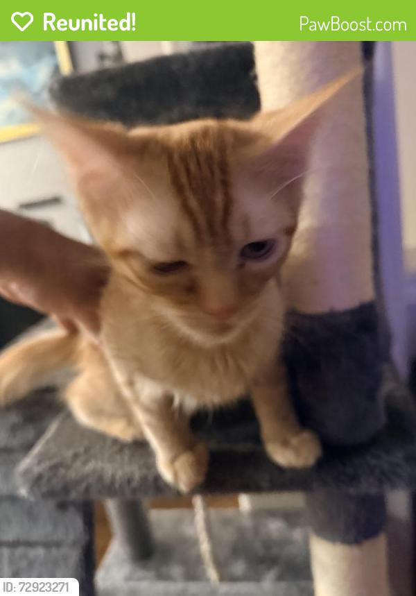 Reunited Male Cat last seen NW Burnside and Wallula , Gresham, OR 97030
