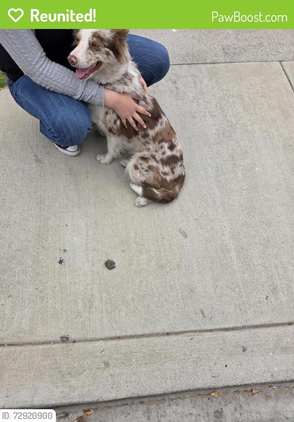 Reunited Female Dog last seen Heliotrope and 60th street, Maywood, CA 90270