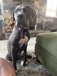 Reunited Female Dog last seen Landon Ct, Newnan, GA 30263