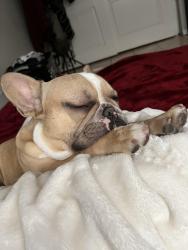 Reunited Male Dog last seen Warm springs and decatur, Las Vegas, NV 89139
