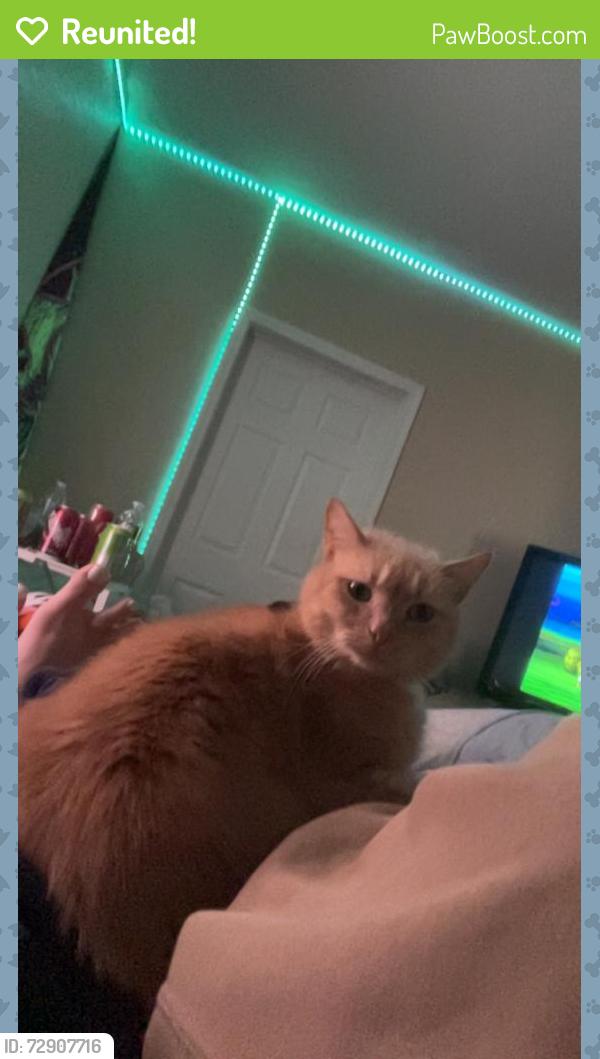 Reunited Male Cat last seen Last seen near the cemetery in Rudolph ohio , Rudolph, OH 43462