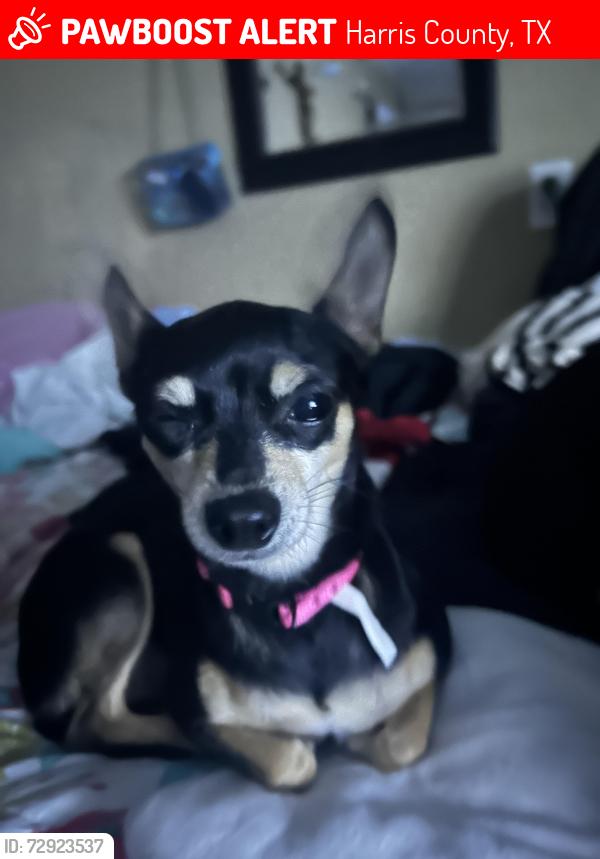 Lost Female Dog last seen Mound Rd, Harris County, TX 77447