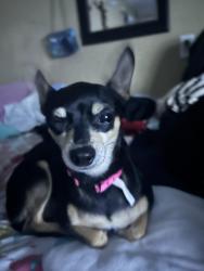 Lost Female Dog last seen Mound Rd, Harris County, TX 77447
