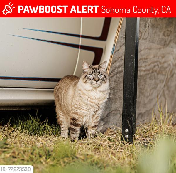 Lost Female Cat last seen Ross station rd , Sonoma County, CA 95472
