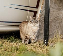 Lost Female Cat last seen Ross station rd , Sonoma County, CA 95472
