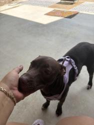 Found/Stray Female Dog last seen Spurs Ranch , San Antonio, TX 78245