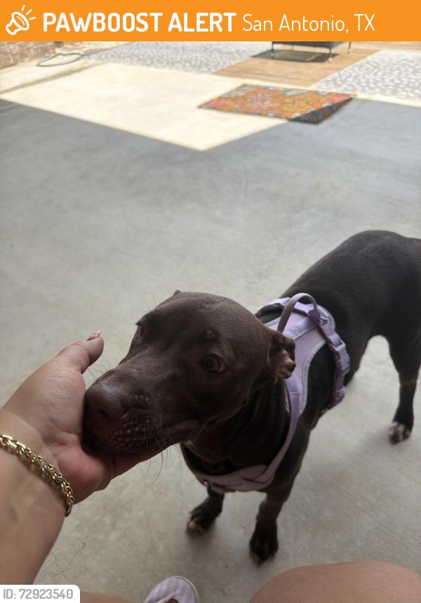 Found/Stray Female Dog last seen Spurs Ranch , San Antonio, TX 78245
