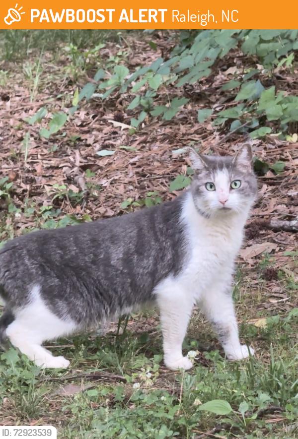 Found/Stray Unknown Cat last seen In the apmt backyard , Raleigh, NC 27606