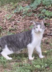 Found/Stray Unknown Cat last seen In the apmt backyard , Raleigh, NC 27606