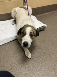 Shelter Stray Male Dog last seen Near BLOCK W 15TH ST N, WICHITA KS 67203, Wichita, KS 67219