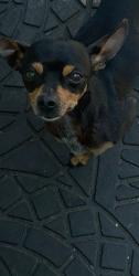 Reunited Female Dog last seen Bristol & Willits, Santa Ana, CA 92703
