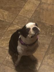 Lost Male Dog last seen East Edwards street Springfield IL, Springfield, IL 62703